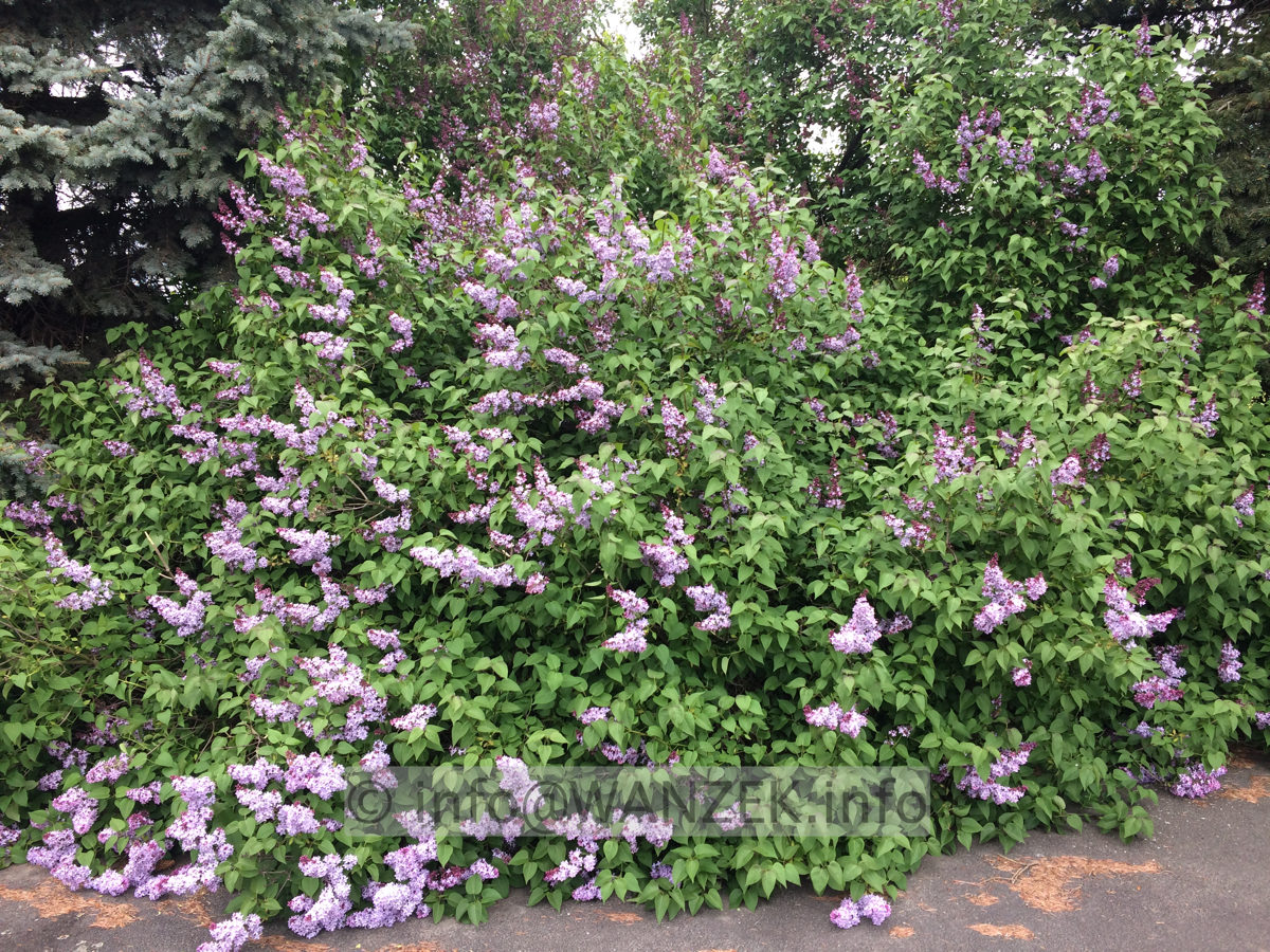 Syringa vulgaris 001.JPG